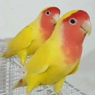 کوتوله برزیلی