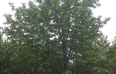 فروش یا تهاترباخودرو و آپارتمان باغ گیلاس 1800 متر درقزوین