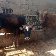 فروش دوراس نر تشک محلی