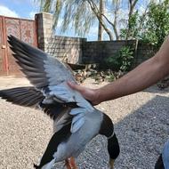 ادرک پروازی