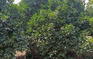 فروش باغ آب برق گاز پای ملک 2500متر