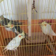 عروس هلندی 5عدد