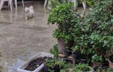 ویلا 130 متر بنا 230 متر زمین در خیابان جویبار