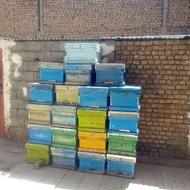 کندو زنبور عسل