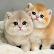 بچه گربه نژاددار
