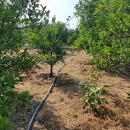 251 متر زمین باغی در قائمشهر جاده بابل