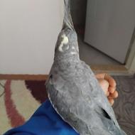 عروس هلندی ماده