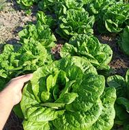 کاهو البرز سنگین