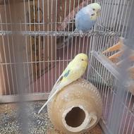 مرغ عشق آبی و زرد