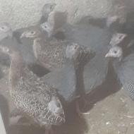 مرغ شاخدار سیساک