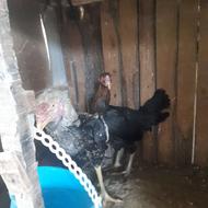 فروش یک جفت مرغ و خروس لاری