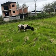 گاو شیری سیمینتال