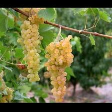 فروش باغ تفریحی جاده رحمت آباد