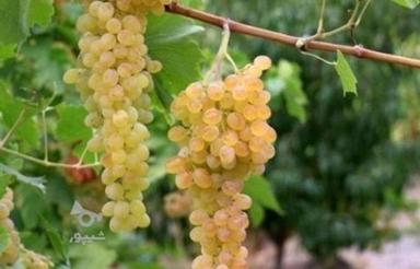 فروش باغ تفریحی جاده رحمت آباد