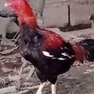 فروش خروس لاری