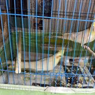 یه جفت طوطی عروس باتخم و لوازم کامل بفروش میرسد