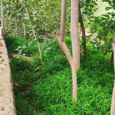 فروش زمین کشاورزی 350 متر در مرکز شهر