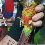 طوطی گرینچیک رد رام