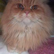 گربه اسکاتیش