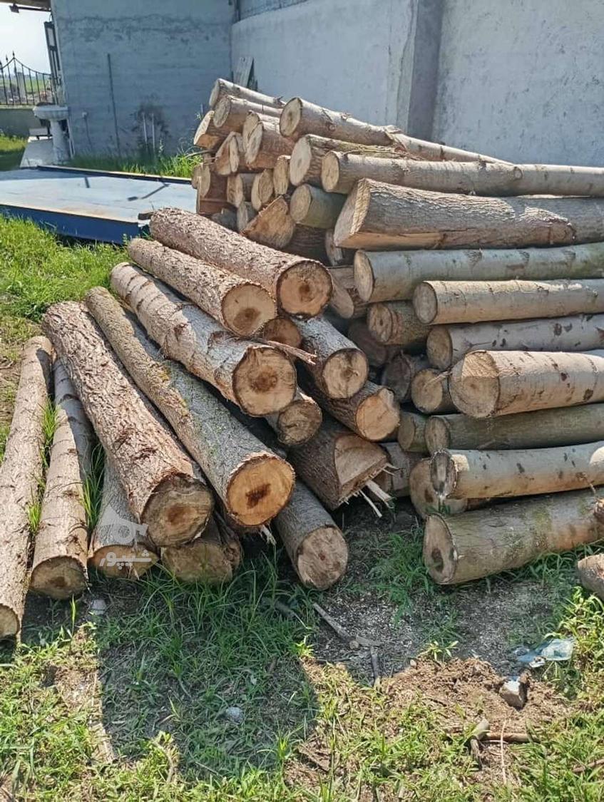 خرید و فروش انواع چوب باغی، صنوبر و مرکبات