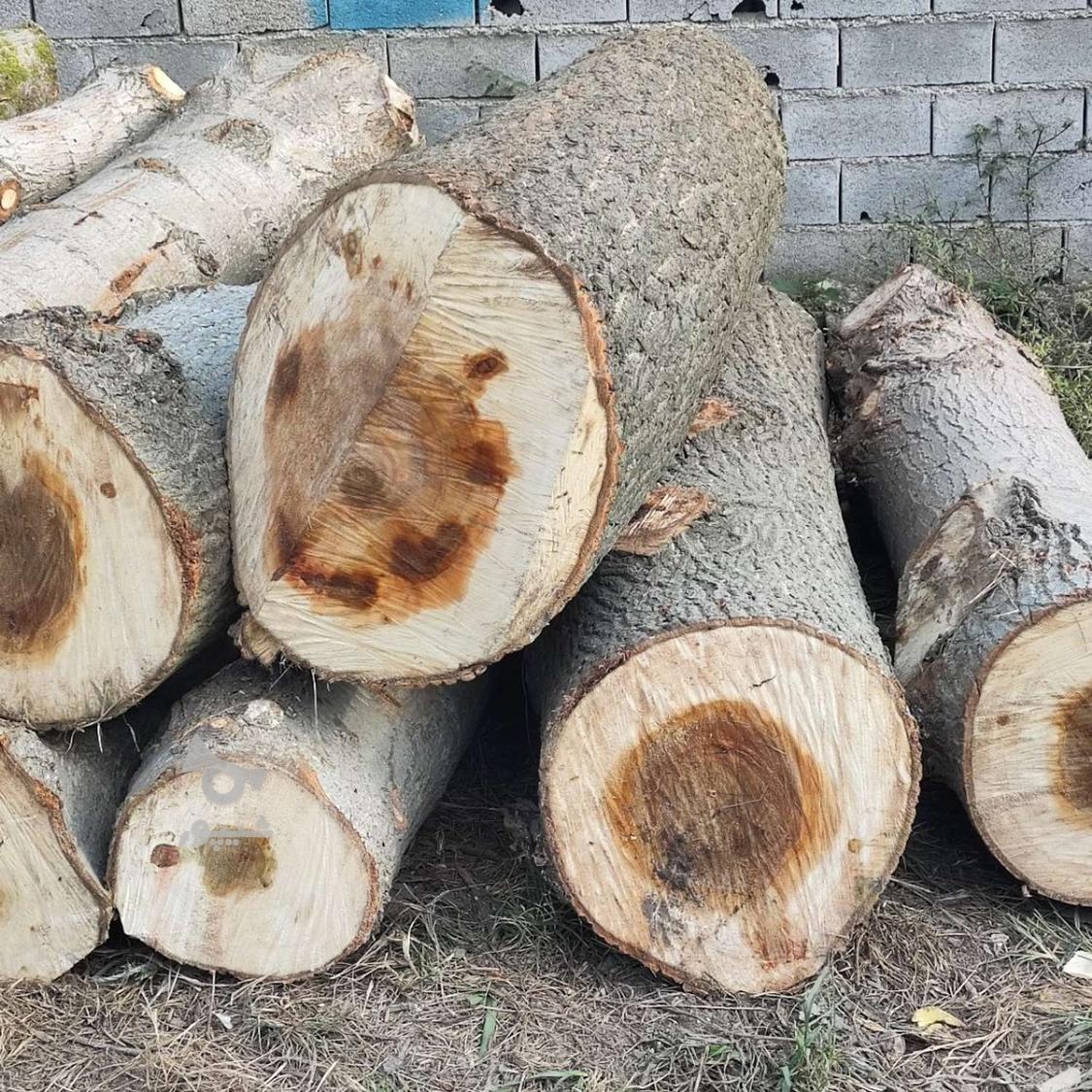 خرید و فروش انواع چوب باغی، صنوبر و مرکبات