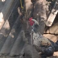 خروس لاری 10 ماهه