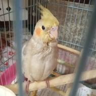 عروس هلندی دستی