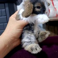 خرگوش لوپ 35 روزه.اندازه کف دست