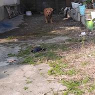 واگذاری سگ سرابی...