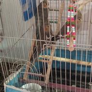 جوجه عروس زیر دوماه