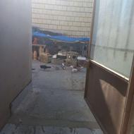 فروش کفتر پروازی ازهمه رنگ