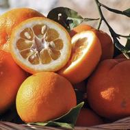 خریدار نارنج با بالاترین قیمت