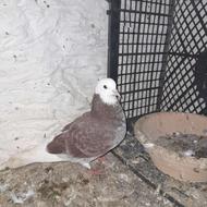 کبوتر پرشی.