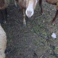 گوسفند ماده با بره