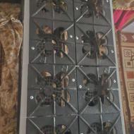 لوازم آشپزخانه و فست فودی