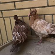 جوجه سینه ای