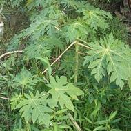 پاپایا دو ساله (خربزه درختی)