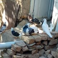 سوسکی سیاه نر مست