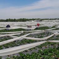 3424 متر زمین کشاورزی کیاکلا