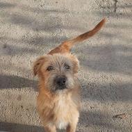 واگذاری اشپیتز ترییر نر 6ماهه