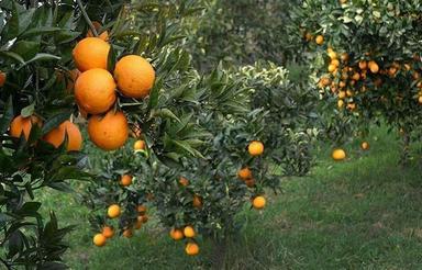 فروش 400 متر زمین باغی