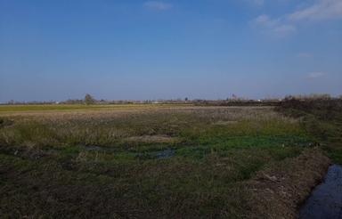 زمین کشاورزی در پیربازار روستای مبارک آباد