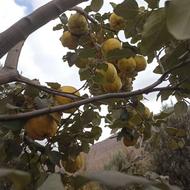 به هیواپاسار کاملارسیده