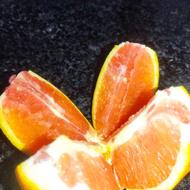 فروش مرکبات