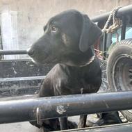 واگذاری سگ ماده سرابی به همراه یک توله