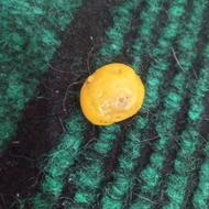 جواهر بی نظیر یاقوت زردمایل ب سبز بی رقیب