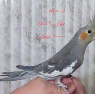 عروس هُلندی .