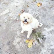 واگذاری سگ پاکوتاه نژاد شیتزو