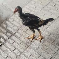 خروس و جوجه لاری