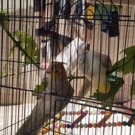 یک عروس هلندی گم شده